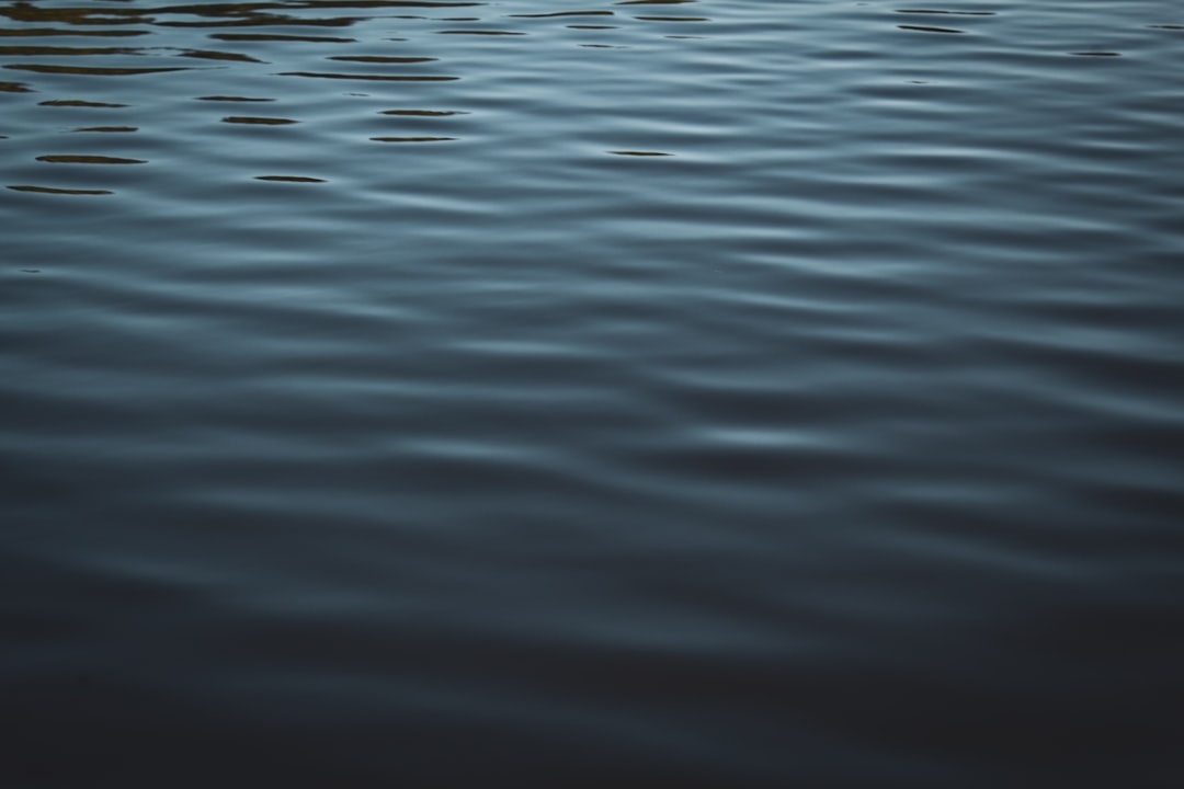 gerridae