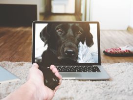 UPSSSC PET Online Form