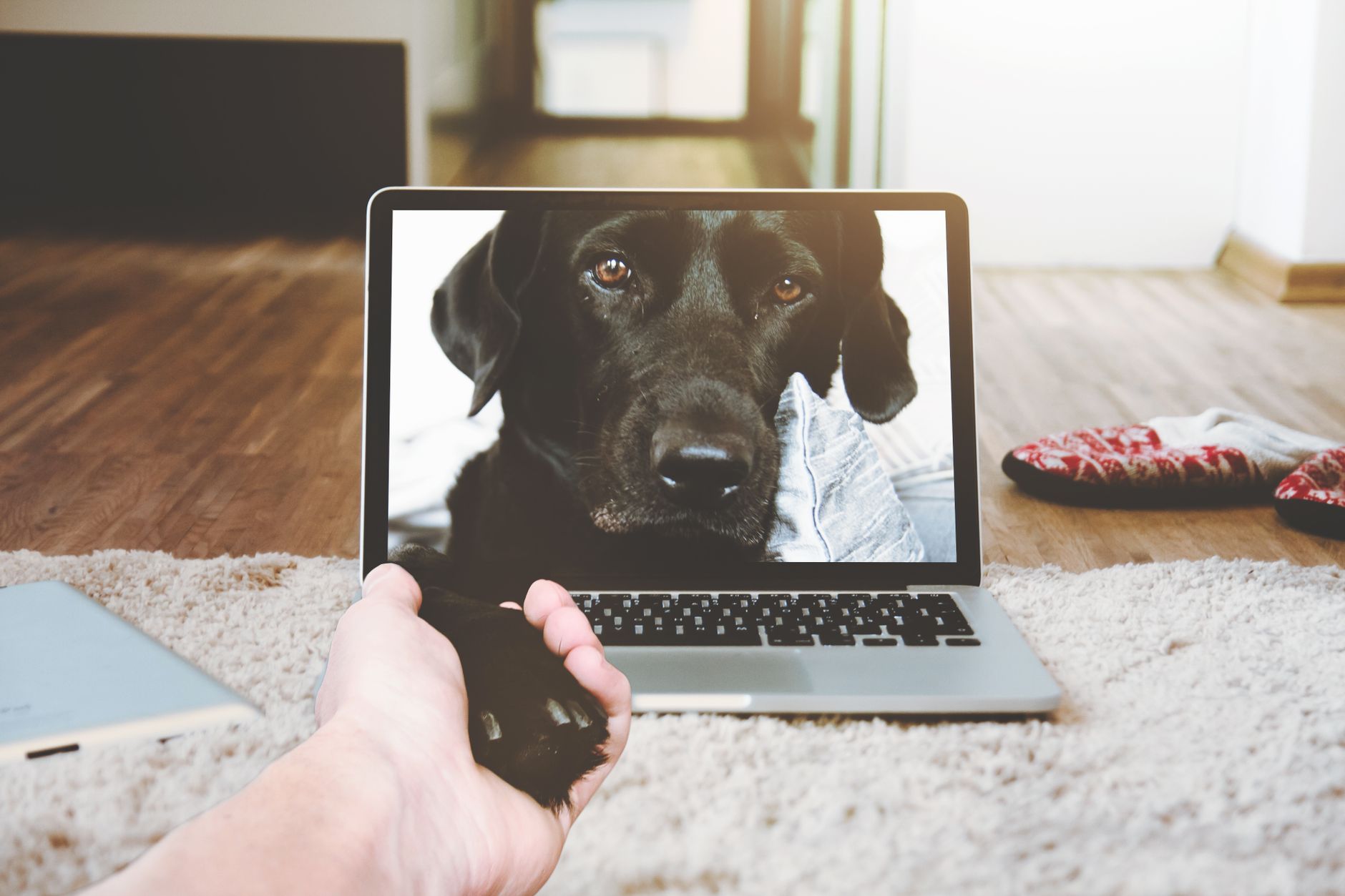 UPSSSC PET Online Form